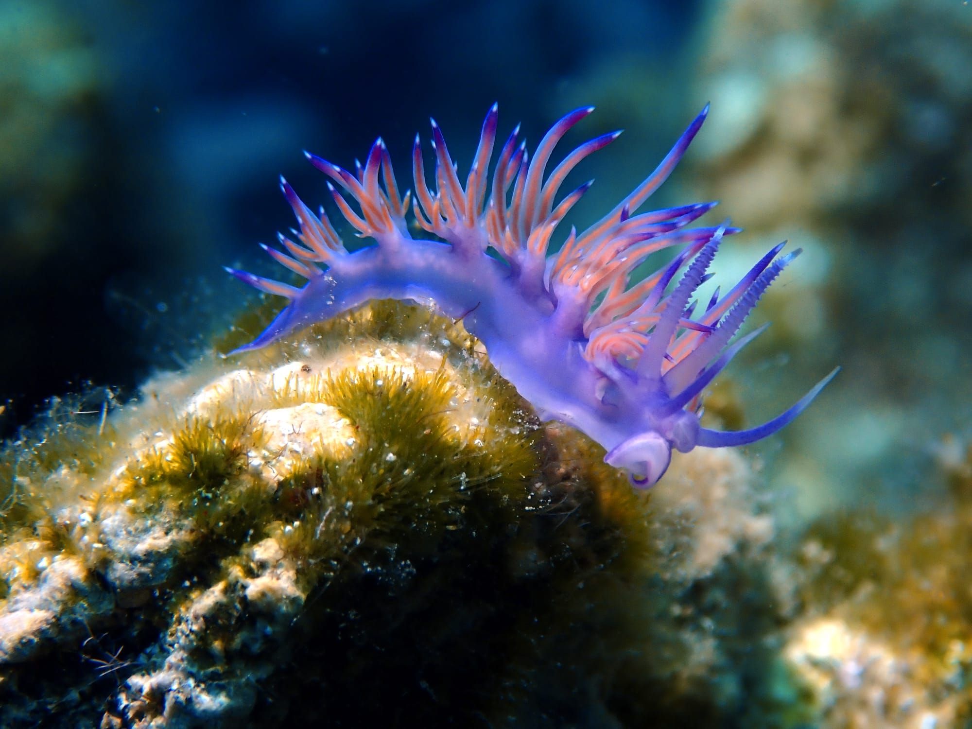 A violet nudibranch on a weeded rock, its orange gills fanned out